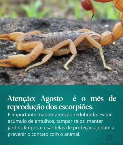 Dedetização