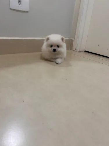Lulu da Pomerania anão macho e fêmea com procedência