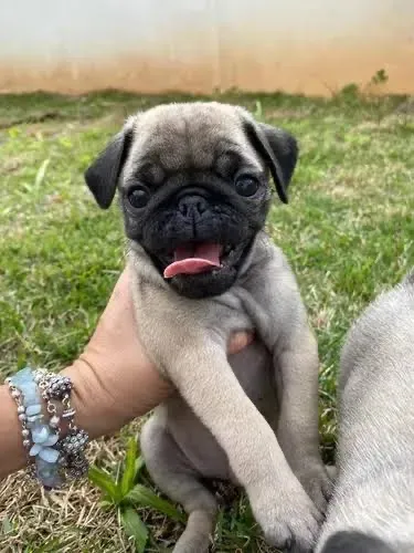 Pug podemos entregar amanhã