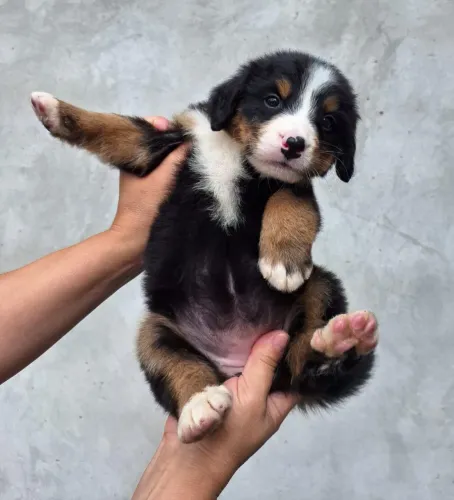 Bernese Mountain -Filhote com personalidade única