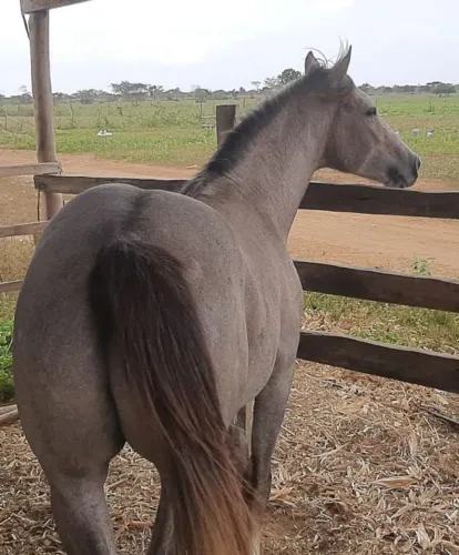 Venda de um cavalo puro de sangue  genética apollo del rancho