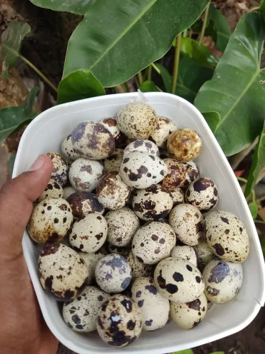 Ovos de codorna