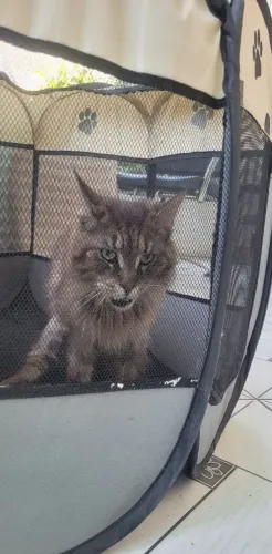 Maine Coon fêmea
