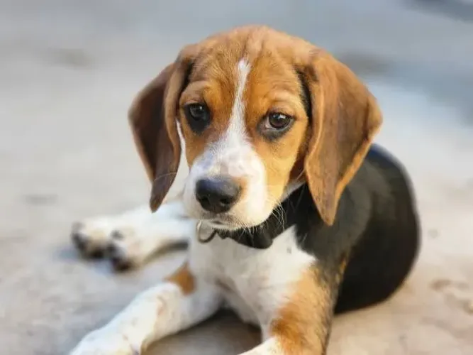 Filhotes Beagle de Alto Padrão ?