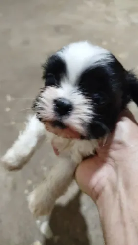 Cachorro
