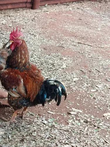 Ovos de galinha gsb balão