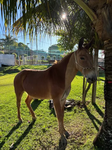 Burro marchador