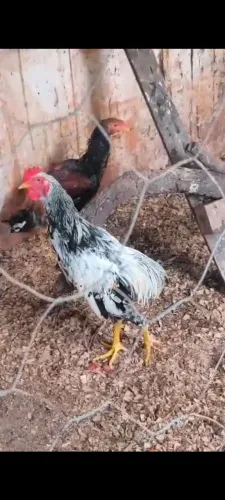 Vendo galos caipira misturado com índio, entrego