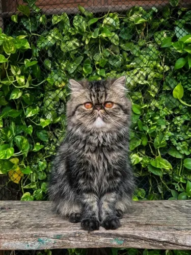 Gata Persa!