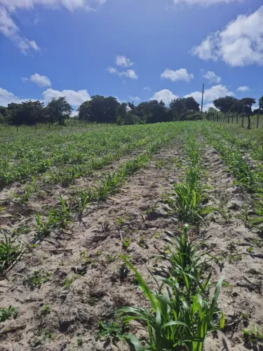 Fazenda/Sítio/Chácara para venda possui 27800 metros quadrados com 3 quartos