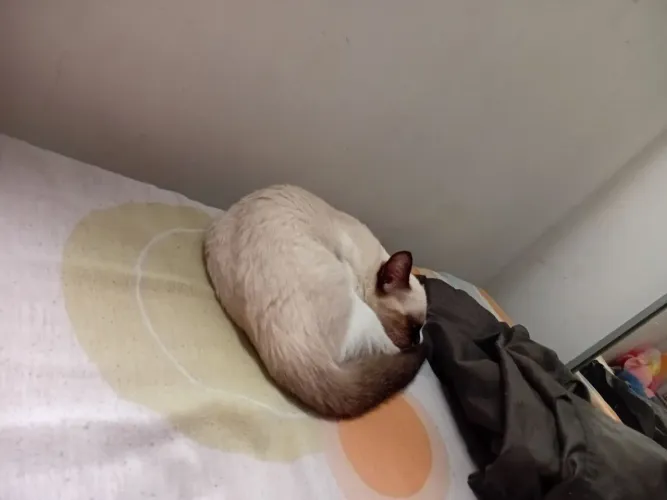 Doação responsável (gata castrada)