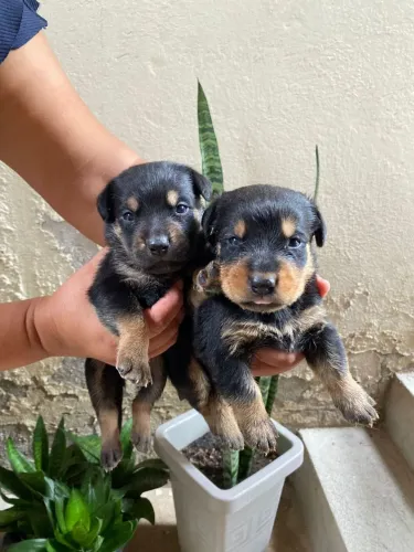 Lindos filhotes de rotivalle compre o seu interessado chama no WhatsApp *33 