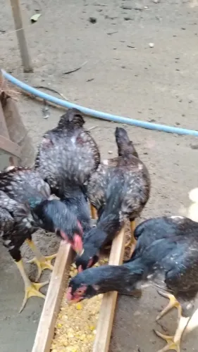 Casal de frangos da raça Mura com 5 meses r$ 3500 individual 200