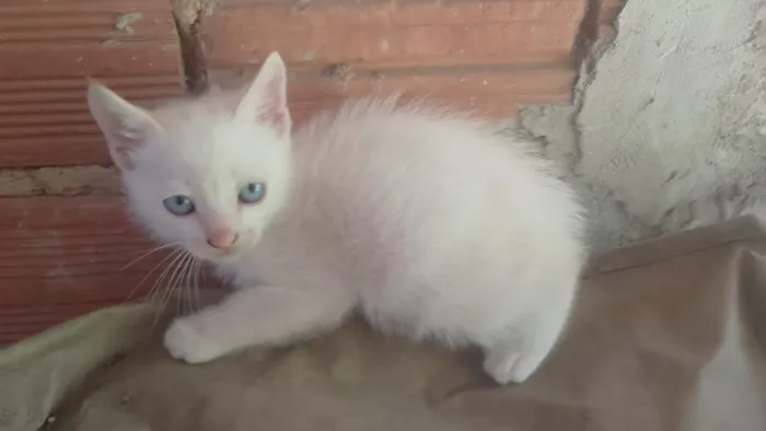 Doação de gatinhos filhotes siamês