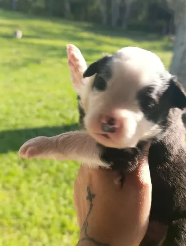 Filhotes de Border collie