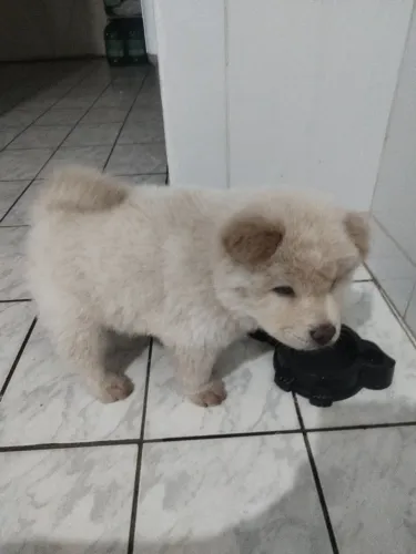 VENDO CACHORO CHOW CHOW