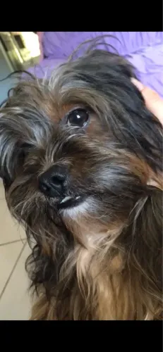 Procuro namorada Lhasa apso
