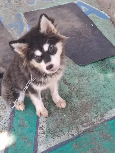 Husky Fêmea