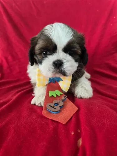 Lindos filhotes de Shih Tzu prontos para nova família