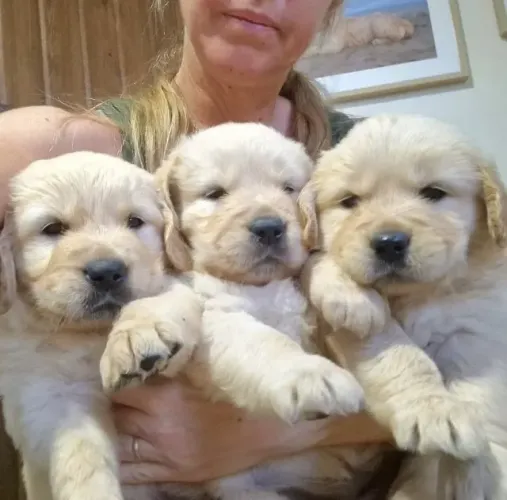 Golden retriever puro encanto