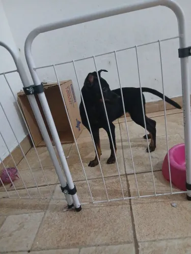 DOAÇÃO CACHORRO PISCHER N 2
