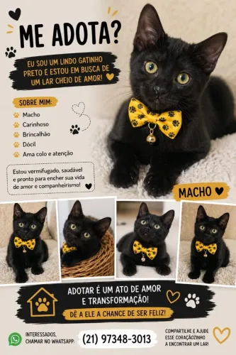 Doação de gatos são Gonçalo RJ