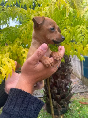 Pinscher 1 macho $900