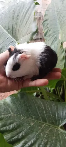 Porquinho da índia macho