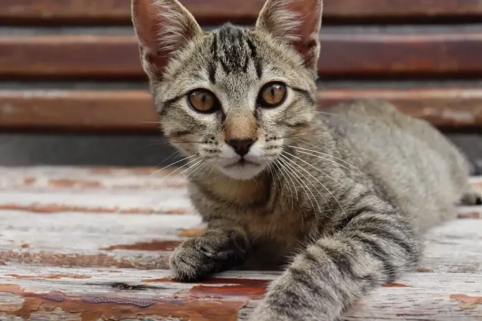 Adoção de gato