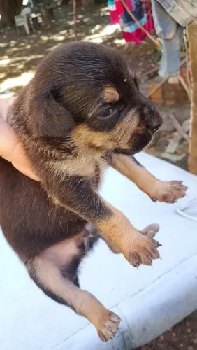 Cachorro