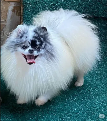 Lulu para cruza 