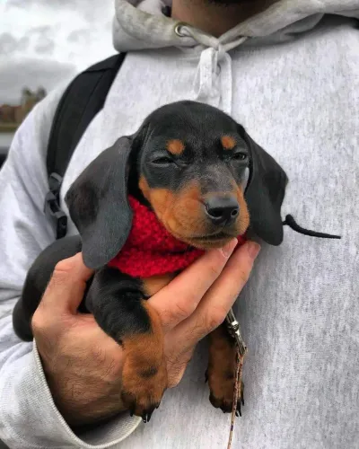 Fêmea Mini teckel dachshund 62 dias filhote 