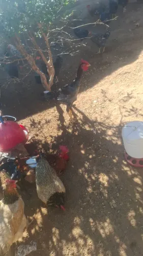 Frango