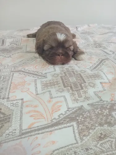 Machinho de shituzu