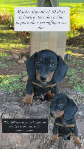 Filhotes de Dachshund (salsicha/linguiça).
