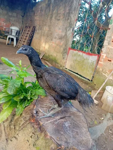 Galinha de raça
