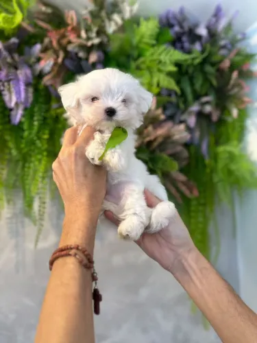 Perfeito  macho de Maltês 