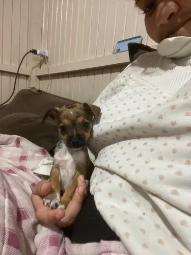Cachorro