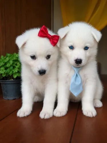 CACHORROS