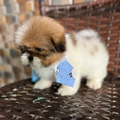 Shih tzu