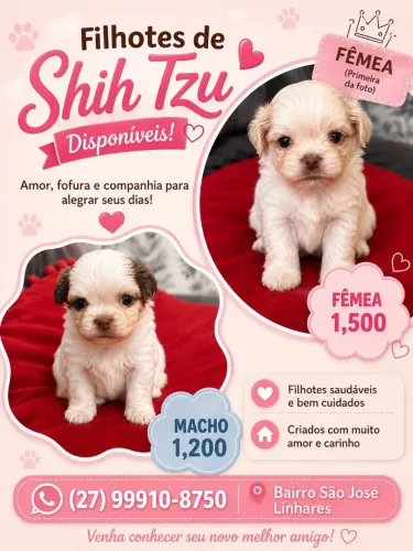 Casal de Shitzu !