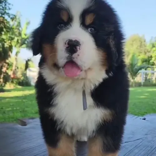Filhotes de Bernese | Um companheiro especial para sua vida.