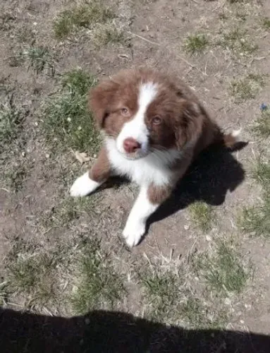 Border Collie Filhotes, Olhos Verdes, Vacinados e vermifugados, 12x No Cartão