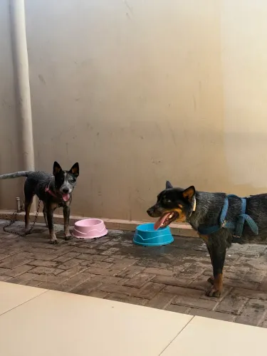Casal de Blue Heeler (Boiadeiro Australiano) - Excelente linhagem