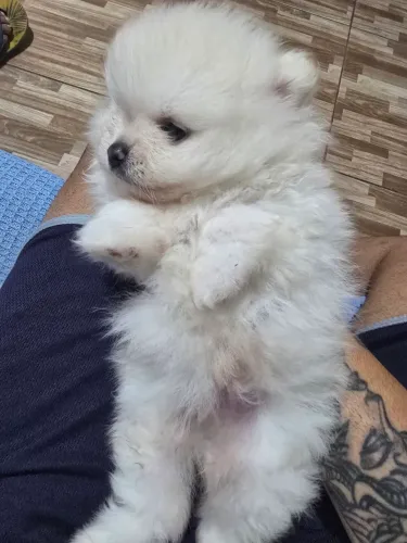 Spitz alemão anão