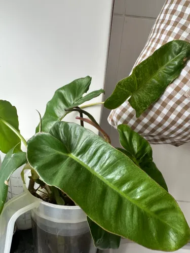 planta paraiso verde