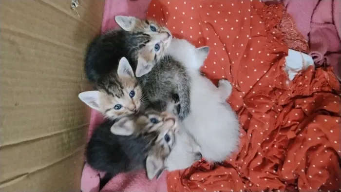 Gatos para doação 