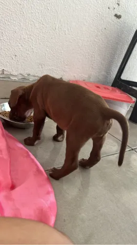 Vende-se filhote de pitbull