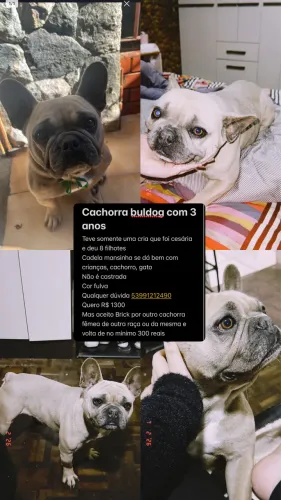 Buldogue fêmea  