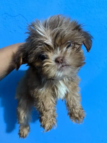 Filhote de shihtzu macho